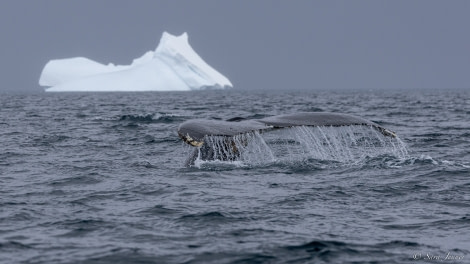 OTL26-23, Day 5, Humpback 1 © Sara Jenner - Oceanwide Expeditions.jpg