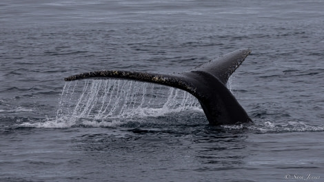 OTL26-23, Day 5, Humpback 7 © Sara Jenner - Oceanwide Expeditions.jpg