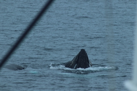 OTL26-23, Day 5, Lunge feeding - Jess © Jess Owen - Oceanwide Expeditions.JPG