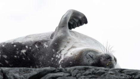 OTL26-23, Day 5, Weddell Seal 2 © Sara Jenner - Oceanwide Expeditions.jpg