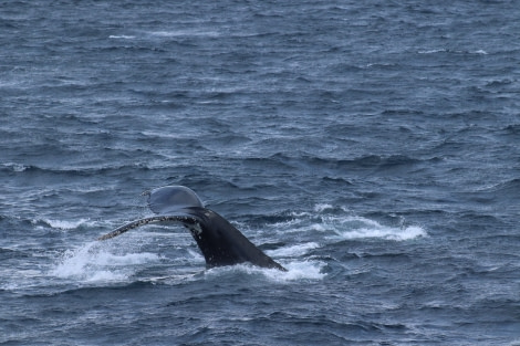 OTL26-23, Day 6 Evening whale - Jess © Jess Owen - Oceanwide Expeditions.JPG