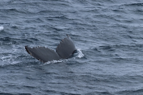 OTL26-23, Day 6 whale 3 - Jess © Jess Owen - Oceanwide Expeditions.JPG