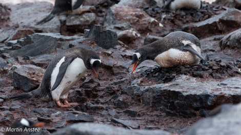 OTL26-23, Day 6, 2 Gentoos Martin © Martin Anstee Photography - Oceanwide Expeditions.jpg