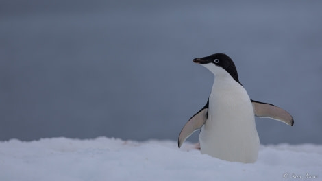 OTL26-23, Day 6, Adelie 1 slideshow  © Sara Jenner - Oceanwide Expeditions.jpg