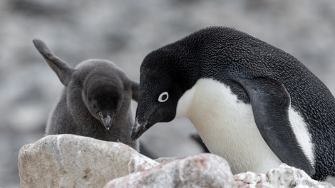 OTL26-23, Day 6, Adelie Chick  3 © Sara Jenner - Oceanwide Expeditions.jpg