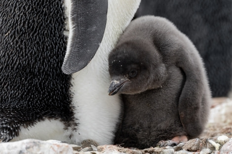 OTL26-23, Day 6, Adelie Chick_ © Sara Jenner - Oceanwide Expeditions.jpg