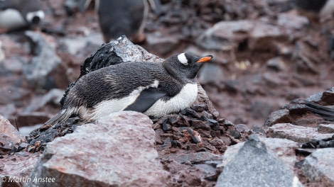 OTL26-23, Day 6, Gentoo Martin © Martin Anstee Photography - Oceanwide Expeditions.jpg