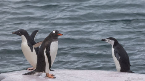 OTL26-23, Day 6, Three Penguin Species © Sara Jenner - Oceanwide Expeditions.jpg