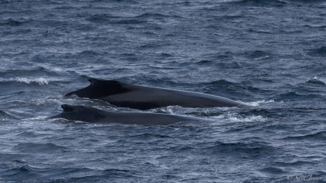 OTL26-23, Day 7 Humpbacks 2 © Sara Jenner - Oceanwide Expeditions.jpg