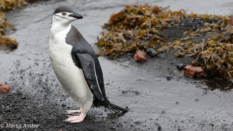 OTL26-23, Day 8 Chinstrap 2 Martin (2) © Martin Anstee Photography - Oceanwide Expeditions.jpg