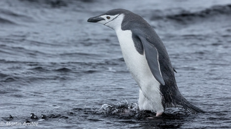 OTL26-23, Day 8 Chinstrap 2 Martin © Martin Anstee Photography - Oceanwide Expeditions.jpg