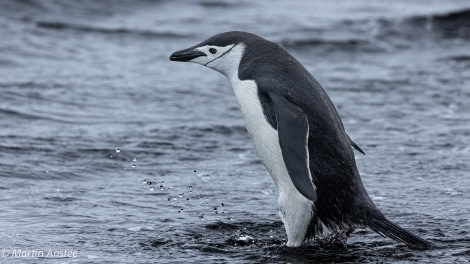 OTL26-23, Day 8 Chinstrap Martin © Martin Anstee Photography - Oceanwide Expeditions.jpg