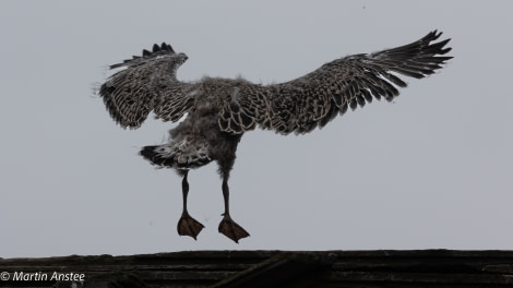 OTL26-23, Day 8 Kelp Gull chick Martin © Martin Anstee Photography - Oceanwide Expeditions.jpg