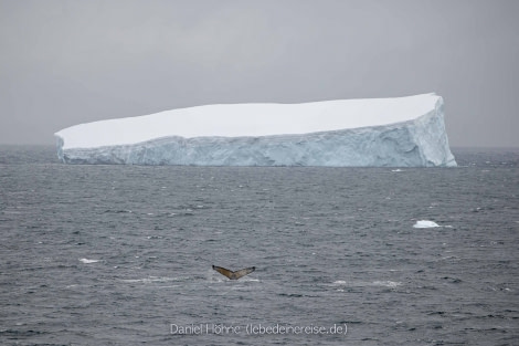 PLA26-23, Day 6 BC5I4994 © Daniel Hoehne - Oceanwide Expeditions.jpg