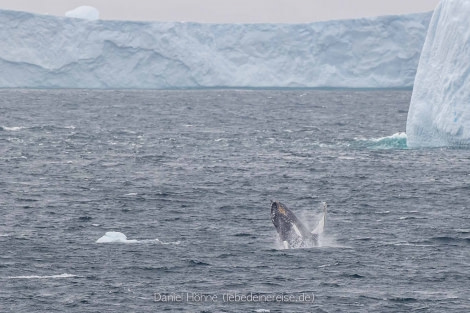 PLA26-23, Day 6 BC5I5293 © Daniel Hoehne - Oceanwide Expeditions.jpg