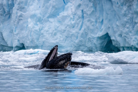 PLA26-23, Day 6 BC5I6044 © Daniel Hoehne - Oceanwide Expeditions.jpg