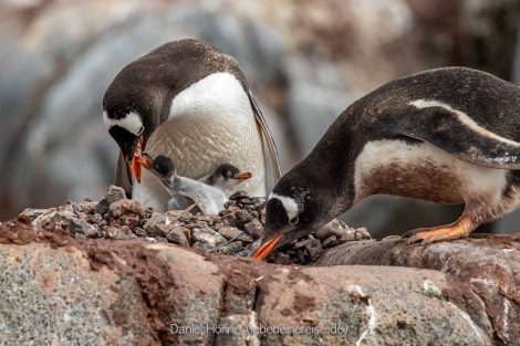 PLA26-23, Day 8 BC5I7211 © Daniel Hoehne - Oceanwide Expeditions.jpg