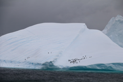 PLA26-23, IMG_6444 © Christiaan Luteijn - Oceanwide Expeditions.JPG