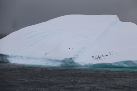 PLA26-23, IMG_6447 © Christiaan Luteijn - Oceanwide Expeditions.JPG