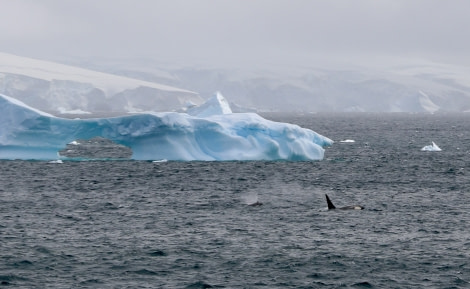 PLA26-23, IMG_6457 © Christiaan Luteijn - Oceanwide Expeditions.JPG