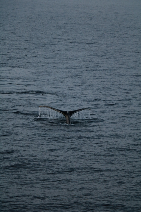 PLA26-23, IMG_6380 © Christiaan Luteijn - Oceanwide Expeditions.JPG