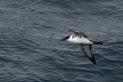 HDS26-23, Day 18 08219 © Unknown Photographer - Oceanwide Expeditions.jpg