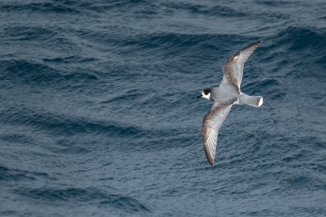 HDS26-23, Day 18 08229 © Unknown Photographer - Oceanwide Expeditions.jpg