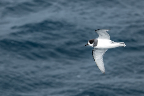 HDS26-23, Day 18 08230 © Unknown Photographer - Oceanwide Expeditions.jpg