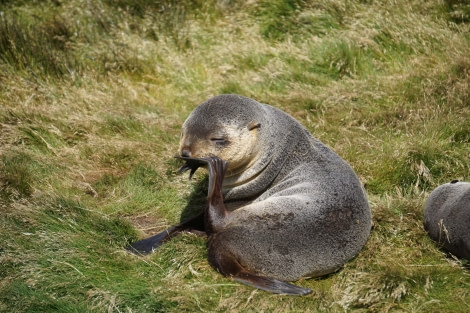 PLA27-23, day 8 stromnessfurseal_stefanieliller © Stefanie Liller - Oceanwide Expeditions.jpg