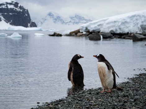 HDS27A23, Danco Island Penguins © Unknown Photographer - Oceanwide Expeditions.jpg