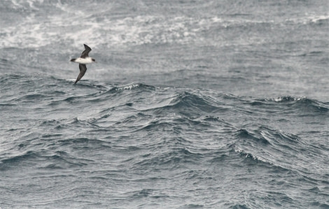 HDS28A23, Day 14, The real Grey Petrel © Simon Davies - Oceanwide Expeditions.JPG