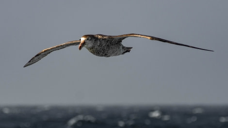 HDS28A23, Day 15, EZE_7459 © Alexander Romanovskiy - Oceanwide Expeditions.jpg