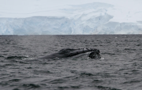 HDS28A23, Day 5, Palavar Point - Felicity J-1 © Felicity Johnson - Oceanwide Expeditions.jpg