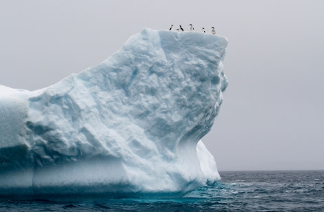 HDS28A23, Day 6, Brown Bluff - Felicity J-08 © Felicity Johnson - Oceanwide Expeditions.jpg