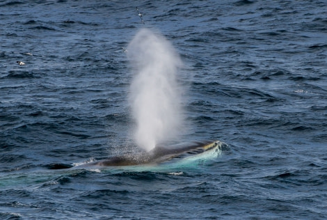 HDS28A23, Day 7, Elephant Island - Felicity J-3 © Felicity Johnson - Oceanwide Expeditions.jpg