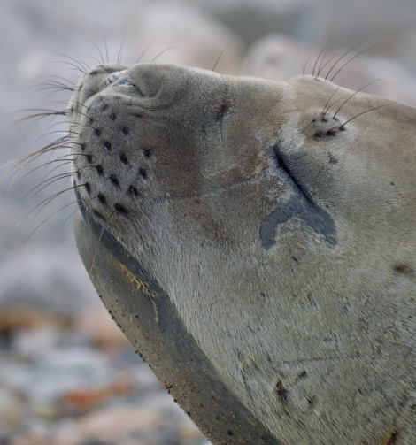 HDS29-23, Day 8, Elephant Seal - Andrew Crowder © Andrew Crowder - Oceanwide Expeditions.jpeg