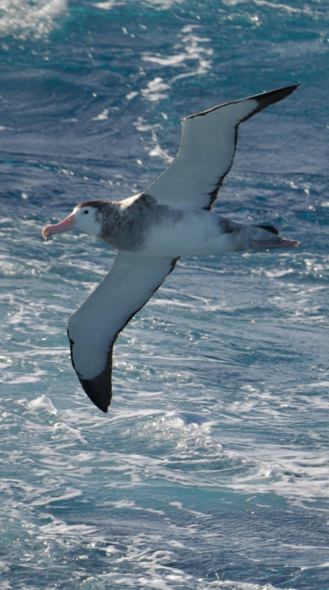 HDS29-23, Day 11, Wandering Albatross (Juv) - Andrew Crowder © Andrew Crowder - Oceanwide Expeditions.jpeg