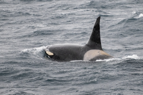 HDS29-23, Day 9, Orca - Koen H © Koen Hoekemeijer - Oceanwide Expeditions.jpg