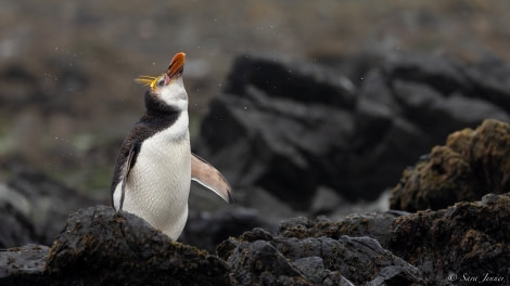 OTL27-23, Day 28, Royal Penguin 4 © Sara Jenner - Oceanwide Expeditions.jpg