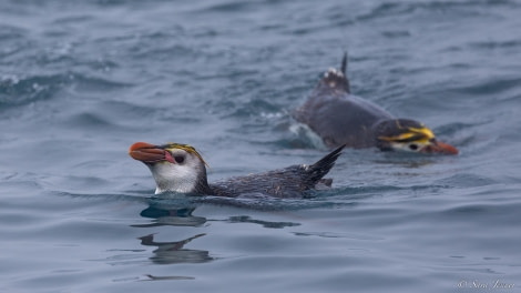 OTL27-23, Day 28, Royal Penguin 1 © Sara Jenner - Oceanwide Expeditions.jpg