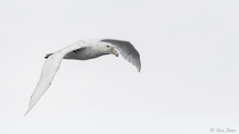 OTL27-23, Day 28, Giant Petrel White Morph © Sara Jenner - Oceanwide Expeditions.jpg