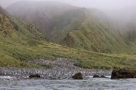 OTL27-23, Day 28, King Penguins 3 © Sara Jenner - Oceanwide Expeditions.jpg