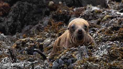 OTL27-23, Day 30, Seal lion pup © Sara Jenner - Oceanwide Expeditions.jpg