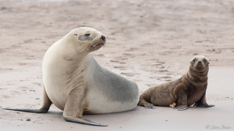 OTL27-23, Day 31, Sealions 3 © Sara Jenner - Oceanwide Expeditions.jpg