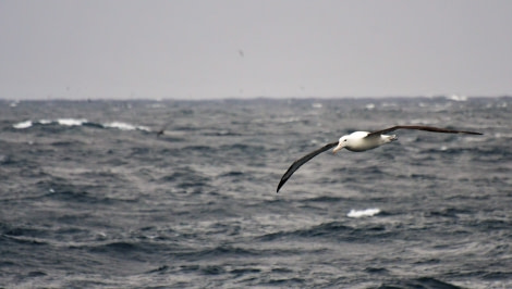 OTL27-23, Day 32, Royal Albatross - Hazel Pittwood © Hazel Pittwood - Oceanwide Expeditions.JPG