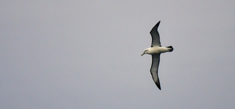 OTL27-23, Day 32, Shy Albatross 3 - Hazel Pittwood © Hazel Pittwood - Oceanwide Expeditions.JPG