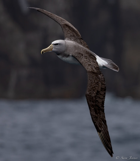 OTL27-23, Day 32, Salvin's Albatross © Sara Jenner - Oceanwide Expeditions.jpg