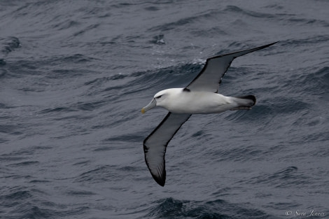 OTL27-23, Day 32, Shy Albatross © Sara Jenner - Oceanwide Expeditions.jpg