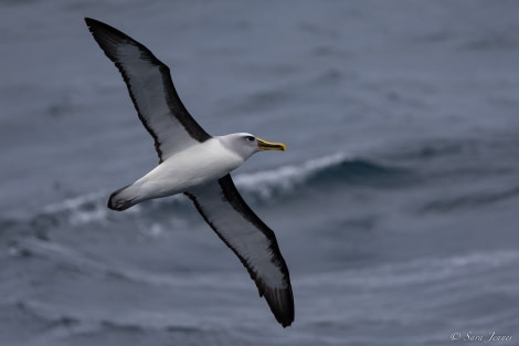 OTL27-23, Day 32, bullers albatross © Sara Jenner - Oceanwide Expeditions.jpg
