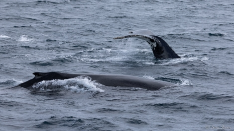 OTL27-23, Day 4, Humpbacks 1 © Sara Jenner - Oceanwide Expeditions.jpg